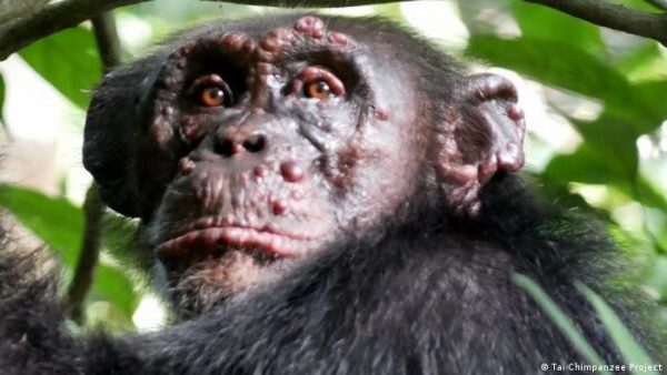 Imagen: Los orígenes de la infección en chimpancés salvajes siguen siendo desconocidos. Imagen: Los orígenes de la infección en chimpancés salvajes siguen siendo desconocidos.