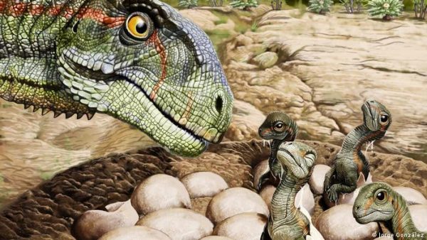 Imagen: Ilustración del Mussaurus patagonicus, junto a sus crías. Imagen: Ilustración del Mussaurus patagonicus, junto a sus crías.