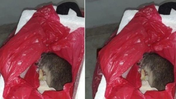 Imagen: Relacionada a la noticia Imagen: Relacionada a la noticia