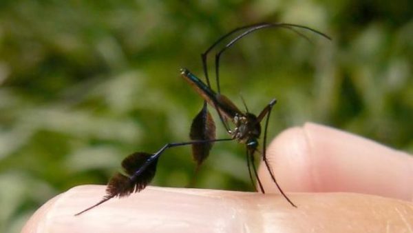 Imagen: Solo las hembras chupan sangre, y exclusivamente cuando están por producir huevos. La foto de este mosquito se tomó en las selvas de Ecuador. FOTO: FLICKR Imagen: Solo las hembras chupan sangre, y exclusivamente cuando están por producir huevos. La foto de este mosquito se tomó en las selvas de Ecuador. FOTO: FLICKR