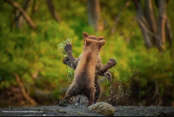 Imagen: Andy Parkinson Imagen: Andy Parkinson