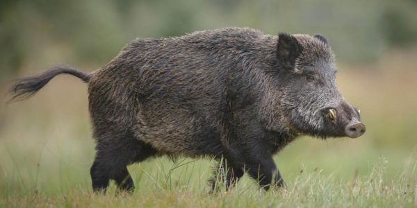 Imagen: Pariente del cerdo, esta especie se caracteriza por su carácter dócil y pacífico, salvo que se vea amenazado Imagen: Pariente del cerdo, esta especie se caracteriza por su carácter dócil y pacífico, salvo que se vea amenazado