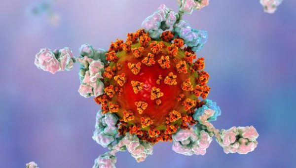 Imagen: Ilustración de anticuerpos atacando el SARS CoV-2. (SCIENCE PHOTO LIBRARY) Imagen: Ilustración de anticuerpos atacando el SARS CoV-2. (SCIENCE PHOTO LIBRARY)