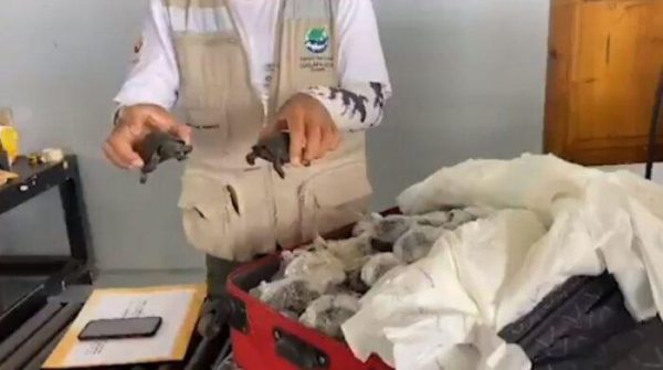 Imagen: El expolicía Nixon Alejandro P. D., condenado a tres años de cárcel por el tráfico de tortugas gigantes, obtuvo su libertad tras apelar su sentencia. Foto: Ministerio del Ambiente Ecuador Imagen: El expolicía Nixon Alejandro P. D., condenado a tres años de cárcel por el tráfico de tortugas gigantes, obtuvo su libertad tras apelar su sentencia. Foto: Ministerio del Ambiente Ecuador
