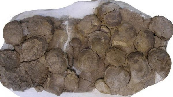 Imagen: Huevos de dinosaurio fosilizados hallados en Argentina | AFP Imagen: Huevos de dinosaurio fosilizados hallados en Argentina | AFP