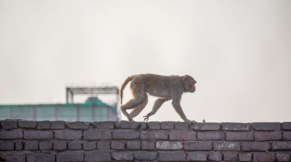 Imagen: Los monos constantemente atacan a los habitantes en India. Foto: referencial. Imagen: Los monos constantemente atacan a los habitantes en India. Foto: referencial.