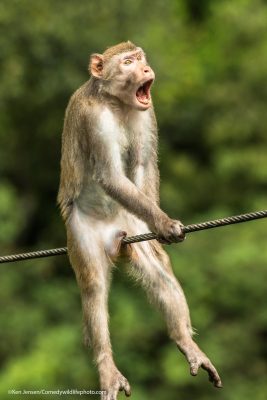 Imagen: Ken Jensen / Comedy Wildlife Photo Awards 2021. Imagen: Ken Jensen / Comedy Wildlife Photo Awards 2021.
