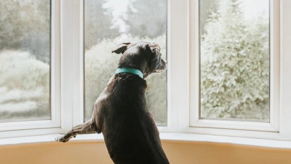 Imagen: Un grupo de dieciocho perros, entre ellos el de la investigadora, fueron entrenados para permanecer inmóviles en un escáner cerebral donde escuchaban los fragmentos de lectura en los dos idiomas. Imagen: Un grupo de dieciocho perros, entre ellos el de la investigadora, fueron entrenados para permanecer inmóviles en un escáner cerebral donde escuchaban los fragmentos de lectura en los dos idiomas.