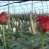 VIDEO | El sector florícola de Ecuador afectado por el coronavirus en China