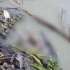 VIDEO | Insólito hallazgo de un bebé sin vida en el río Guayas