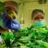 VIDEO | Uso del cannabis medicinal fue aprobado por la Asamblea