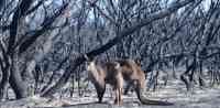 Noticia: Millones de animales han muerto por incendios en Australia Millones de animales han muerto por incendios en Australia