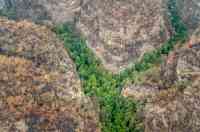 Noticia: FOTOS | Así protegieron a los 'Árboles dinosaurios' de los incendios en Australia FOTOS | Así protegieron a los 'Árboles dinosaurios' de los incendios en Australia