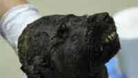 Noticia: ¿Eres tú, Seymour Diera? Sorprende el hallazgo de un cachorro congelado de 18.000 años ¿Eres tú, Seymour Diera? Sorprende el hallazgo de un cachorro congelado de 18.000 años