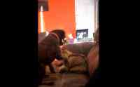 Noticia: VIDEO: la insólita reacción de un gato a las caricias de un perro se vuelve viral VIDEO: la insólita reacción de un gato a las caricias de un perro se vuelve viral