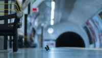 Noticia: Premiada fotografía: Dos ratones pelean por unas migas en el metro Premiada fotografía: Dos ratones pelean por unas migas en el metro