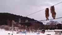 Noticia: VIDEO: destreza de monos equilibristas en Japón VIDEO: destreza de monos equilibristas en Japón