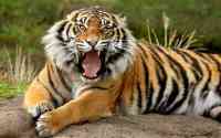 Noticia: VIDEO: nacen dos tigres de Sumatra en Indonesia VIDEO: nacen dos tigres de Sumatra en Indonesia
