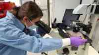 Noticia: Científicos identifican una segunda cepa del coronavirus que es más agresiva Científicos identifican una segunda cepa del coronavirus que es más agresiva