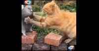 Noticia: VIDEO: pelea entre un gato y una paloma enciende las redes VIDEO: pelea entre un gato y una paloma enciende las redes