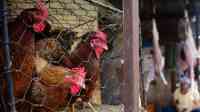 Noticia: Un granjero sacrifica 175.000 aves y destruye 900.000 huevos debido al pánico por las noticias falsas sobre el coronavirus Un granjero sacrifica 175.000 aves y destruye 900.000 huevos debido al pánico por las noticias falsas sobre el coronavirus