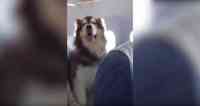 Noticia: VIDEO: adorable pasajero aéreo de cuatro patas se vuelve viral VIDEO: adorable pasajero aéreo de cuatro patas se vuelve viral