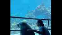 Noticia: VIDEO: Un león marino sale pasea por su acuario vacío durante la cuarentena VIDEO: Un león marino sale pasea por su acuario vacío durante la cuarentena