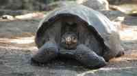 Noticia: Hallan en Galápagos tortuga gigante considerada extinta Hallan en Galápagos tortuga gigante considerada extinta
