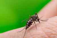 Noticia: Se reportan más de 7800 casos de dengue en Argentina Se reportan más de 7800 casos de dengue en Argentina