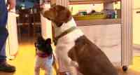 Noticia: Dos perros aprendieron a llamar al 911 y volvieron locos a los operadores Dos perros aprendieron a llamar al 911 y volvieron locos a los operadores