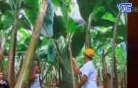 Noticia: VIDEO: Productos ecuatorianos ingresarán a Europa libre de aranceles VIDEO: Productos ecuatorianos ingresarán a Europa libre de aranceles