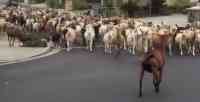 Noticia: VIDEO: Cabras se escapan para dar un paseo por las calles vacías de California VIDEO: Cabras se escapan para dar un paseo por las calles vacías de California