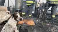 Noticia: VIDEO: Un perro llora desconsolado luego de que un incendio destruyera su hogar VIDEO: Un perro llora desconsolado luego de que un incendio destruyera su hogar