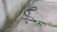 Noticia: VIDEO | Se asustó al ver una serpiente con patas y empezó a grabar el curioso hecho VIDEO | Se asustó al ver una serpiente con patas y empezó a grabar el curioso hecho