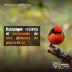 Noticia: Galápagos registra el nacimiento de seis pichones de pájaro brujo Galápagos registra el nacimiento de seis pichones de pájaro brujo