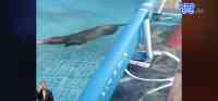 Noticia: VIDEO: Una familia en Mucho Lote 1 en Guayaquil descubrieron un animal en su piscina VIDEO: Una familia en Mucho Lote 1 en Guayaquil descubrieron un animal en su piscina