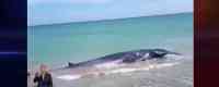 Noticia: Muere ballena varada que se encontraba en Santa Elena Muere ballena varada que se encontraba en Santa Elena