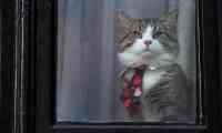 Noticia: ¿Qué pasó con el gato de Julian Assange? ¿Qué pasó con el gato de Julian Assange?