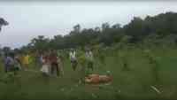 Noticia: VIDEO IMPACTANTE| Multitud golpea hasta la muerte a una trigresa en la India VIDEO IMPACTANTE| Multitud golpea hasta la muerte a una trigresa en la India