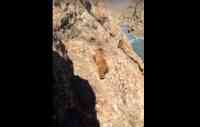 Noticia: VIDEO | Un oso cae de un precipicio tras ser apedreado por un grupo de personas en la India VIDEO | Un oso cae de un precipicio tras ser apedreado por un grupo de personas en la India