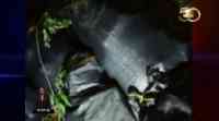 Noticia: Decomisan paquetes de marihuana en Esmeraldas a pocos días de la caída del avión con droga Decomisan paquetes de marihuana en Esmeraldas a pocos días de la caída del avión con droga