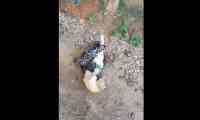 Noticia: VIDEO | Serpiente y gato protagonizan brutal enfrentamiento VIDEO | Serpiente y gato protagonizan brutal enfrentamiento