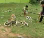 Noticia: VIDEO: una serpiente captura a un perro en un lance mortal pero sus fieles amigos lo rescatan VIDEO: una serpiente captura a un perro en un lance mortal pero sus fieles amigos lo rescatan