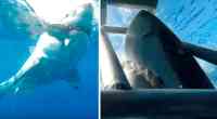 Noticia: VIDEO | Un fotógrafo se salva de que un enorme tiburón blanco lo ataque en la cara VIDEO | Un fotógrafo se salva de que un enorme tiburón blanco lo ataque en la cara