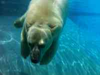 Noticia: VIDEO | Oso polar devora a un pato ante los asombrados visitantes de un zoológico VIDEO | Oso polar devora a un pato ante los asombrados visitantes de un zoológico