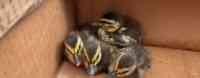 Noticia: VIDEO | Dramático rescate de unos patitos con la ayuda de un video de YouTube VIDEO | Dramático rescate de unos patitos con la ayuda de un video de YouTube