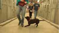 Noticia: Así reaccionó un perrito al ser adoptado Así reaccionó un perrito al ser adoptado