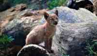 Noticia: Nace el primer lince europeo en el Pirineo después de cien años Nace el primer lince europeo en el Pirineo después de cien años