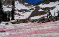 Noticia: ¿Por qué cae nieve de color rosa en las montañas de California? ¿Por qué cae nieve de color rosa en las montañas de California?