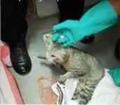 Noticia: VIDEO | Gato llevaba celulares a presos en cárcel de Costa Rica VIDEO | Gato llevaba celulares a presos en cárcel de Costa Rica